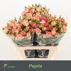 R TR PEPITA