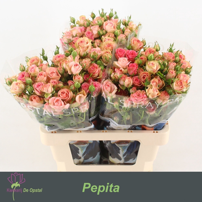 <h4>R TR PEPITA</h4>