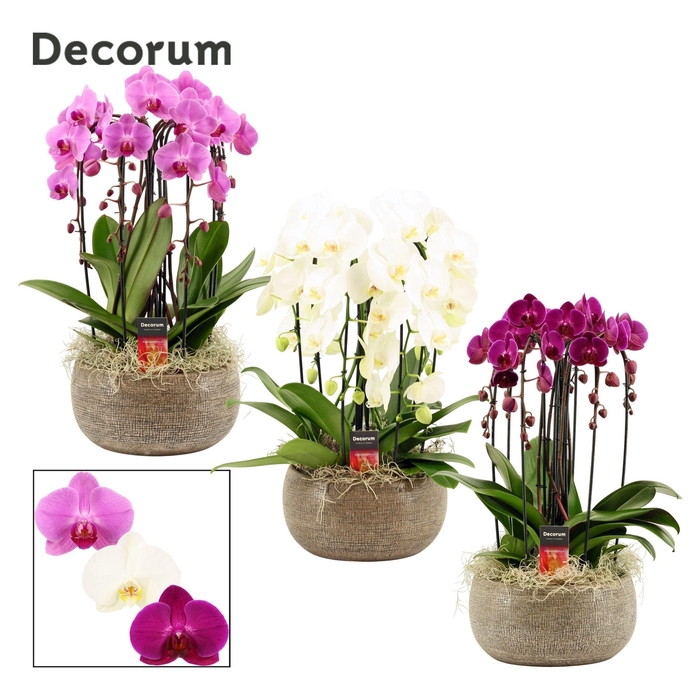 <h4>Bianca cascade 6 tak symphony mix (Deco-collection)</h4>