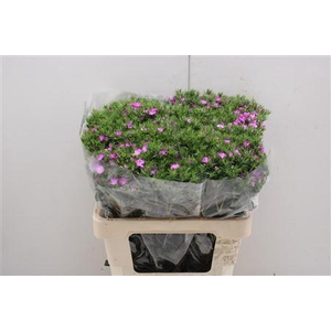 Dianthus Ba Neon Rose Magic