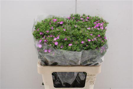 <h4>Dianthus Ba Neon Rose Magic</h4>