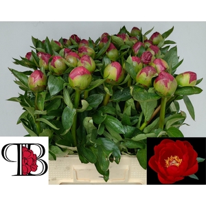 PAEO RED RED ROSE