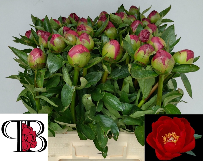<h4>PAEO RED RED ROSE</h4>