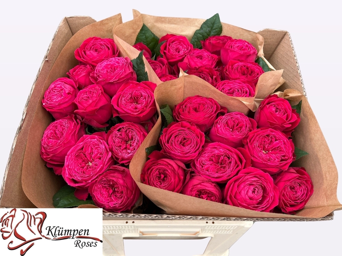 <h4>R GR JUST MORE!</h4>