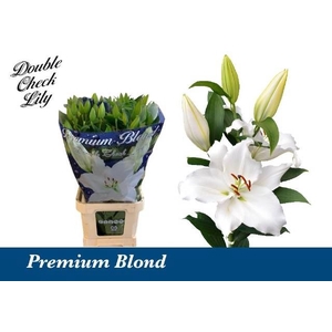 LI OR PREMIUM BLOND