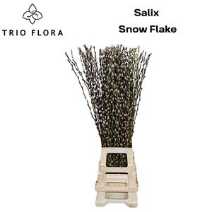 SALIX CA SNOW FLAKE