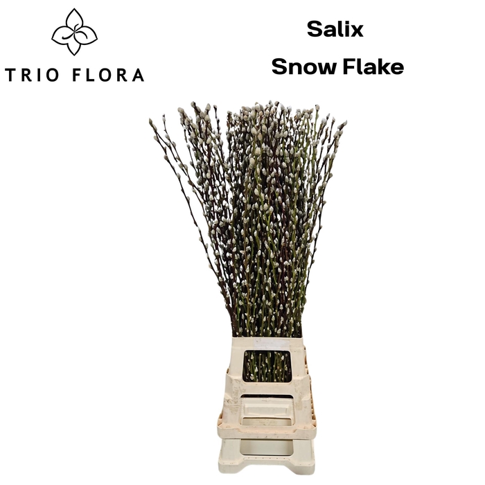 <h4>SALIX CA SNOW FLAKE</h4>