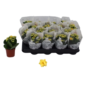 Kal Ge Amarillo Yell