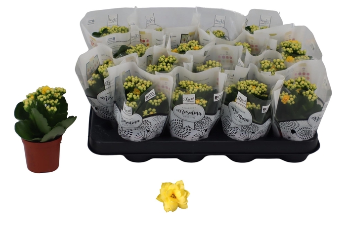 <h4>Kal Ge Amarillo Yell</h4>