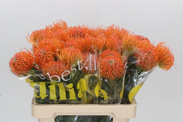 <h4>Nutans Ayoba Peach</h4>