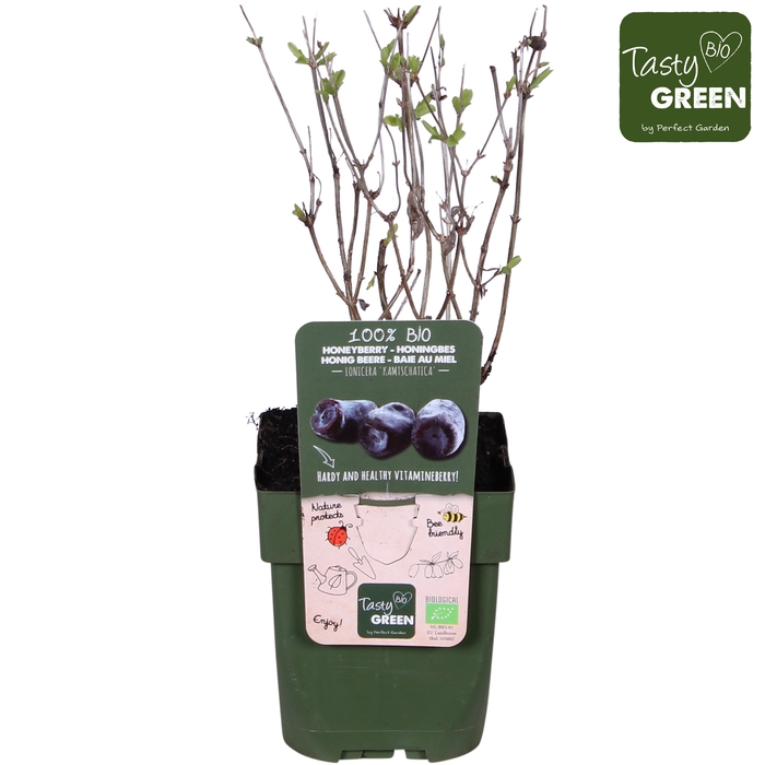 <h4>Lonicera Kamtschatica Duet P13 - Tasty Green bio</h4>