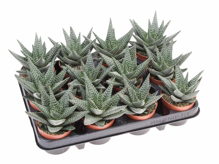 <h4>xGasterhaworthia  'Royal Highness'</h4>