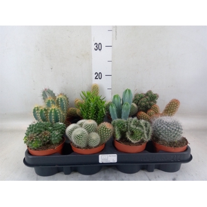 Cactus   ...mix