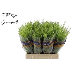 Thlaspi green bell