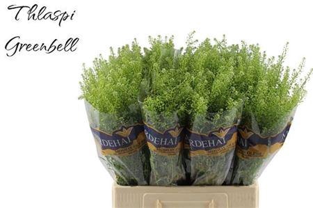 <h4>Thlaspi green bell</h4>