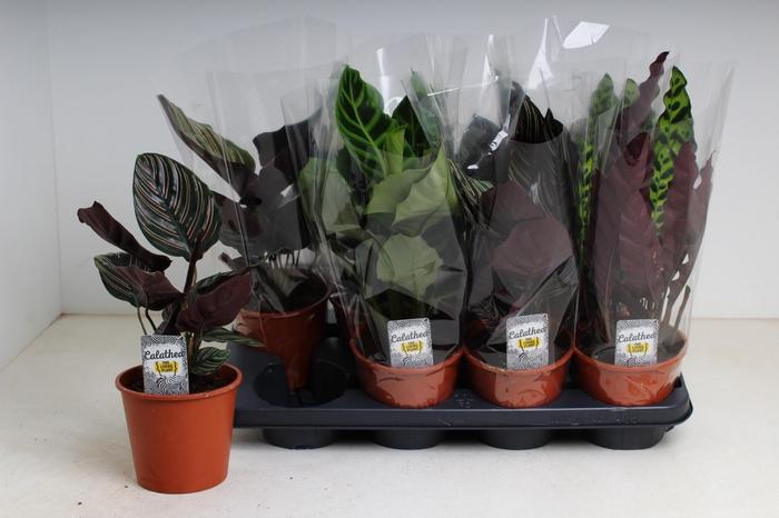 <h4>CALAT GEM 3 SRT</h4>