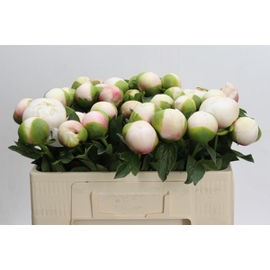 Paeonia Colonel Owen Cousins