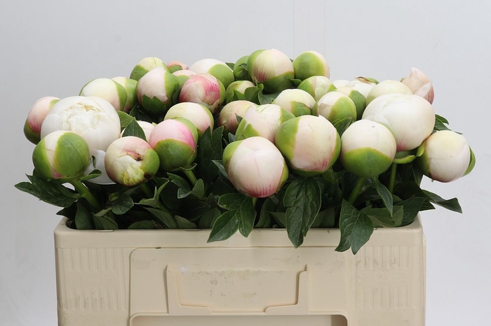 <h4>Paeonia (Herb. Hybrid Grp) 'Colonel Owen Cousins'</h4>