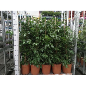 Ficus benja. 'Exotica'