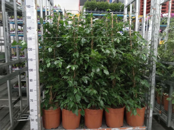 <h4>Ficus benja. 'Exotica'</h4>