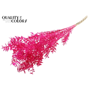 Ruscus 70cm 5 pc/bunch Intense Cerise (2x5 bunch/poly)