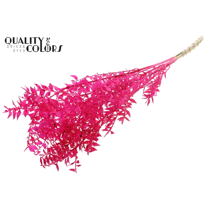 <h4>Ruscus 70cm 5 pc/bunch Bleached Cerise (2x5 bunch/poly)</h4>