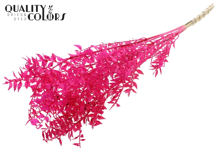 <h4>Ruscus 70cm 5 pc/bunch Intense Cerise (2x5 bunch/poly)</h4>