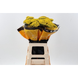 Achil Golden Prairie 70cm