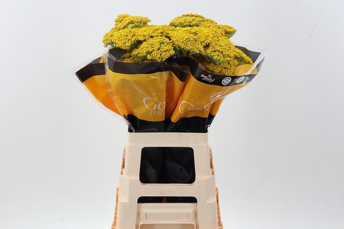 <h4>Achil Golden Prairie 70cm</h4>