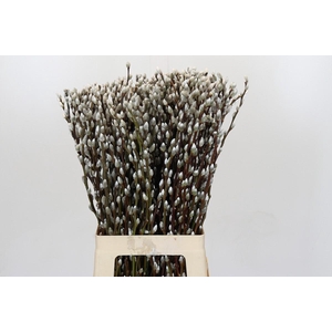 Salix Caprea Snow Flake Premium
