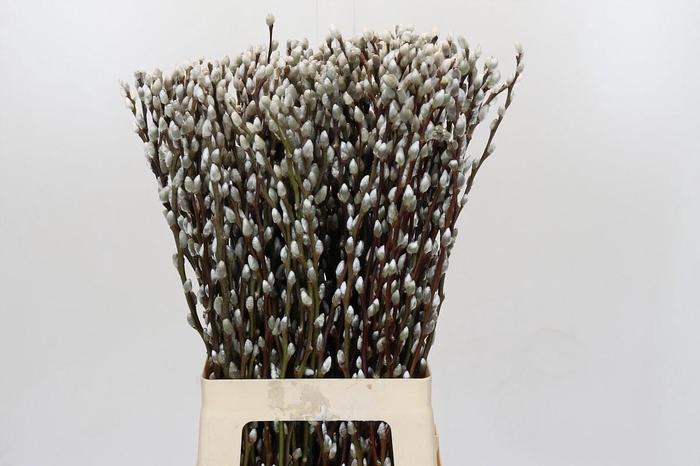 Salix Caprea Snow Flake Premium