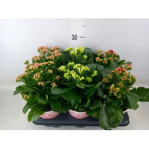 Kalanchoe blos. 'RosDon Collection'