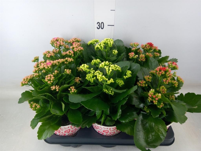 <h4>Kalanchoe blos. 'RosDon Collection'</h4>