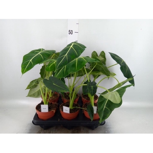 Alocasia   ...