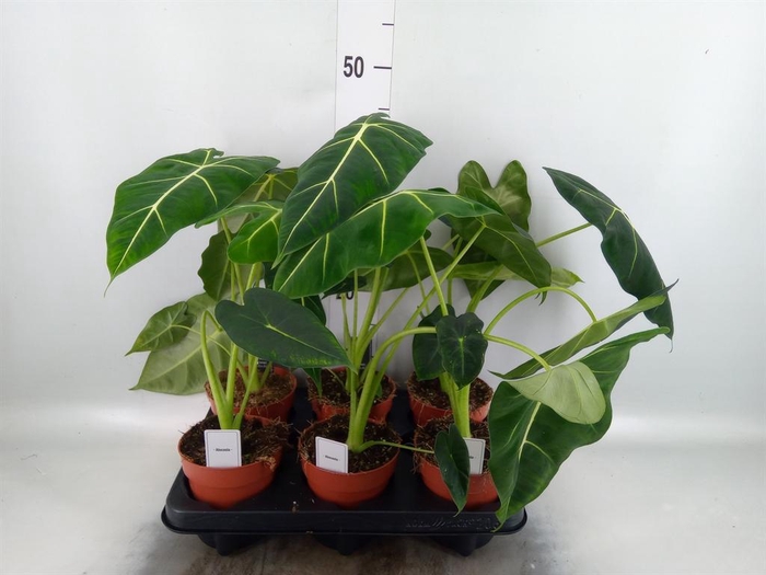<h4>Alocasia   ...</h4>