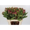 Protea Robijn