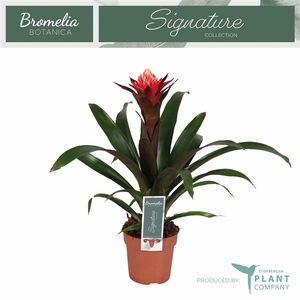 Guzmania 'Redtix'