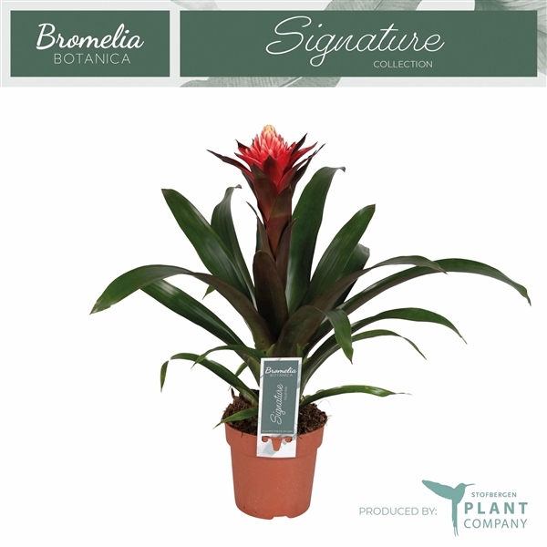 <h4>Guzmania 'Redtix'</h4>