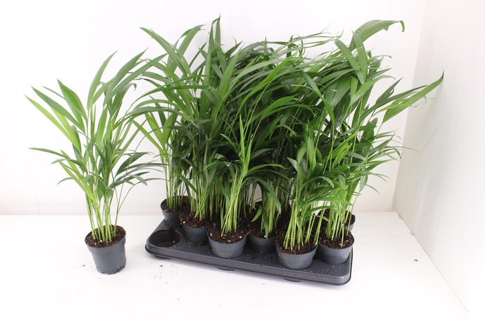 <h4>DYPSIS LUTESCENS</h4>