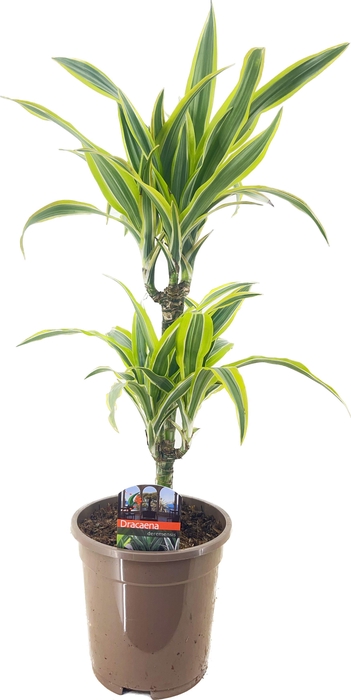 <h4>Dracaena deremensis lemon lime 30-10</h4>