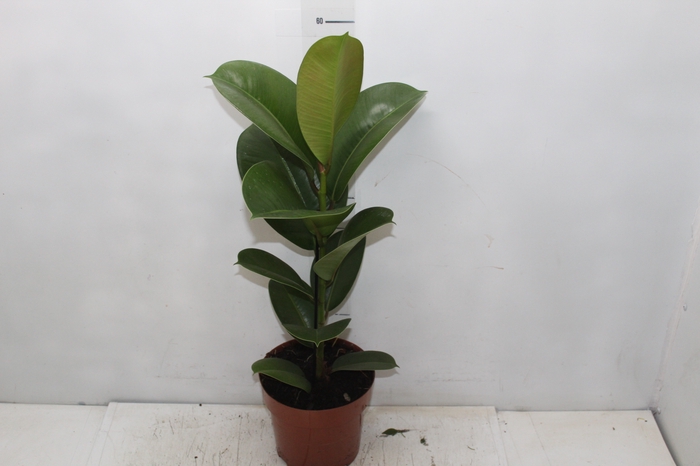 <h4>FICUS ELASTICA CLOE P17</h4>