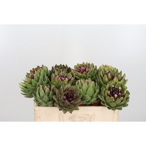 Cynara Sc Green Glob