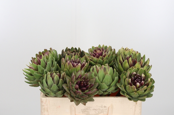 <h4>Cynara Sc Green Glob</h4>