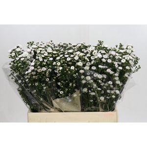 Aster White Gypsy