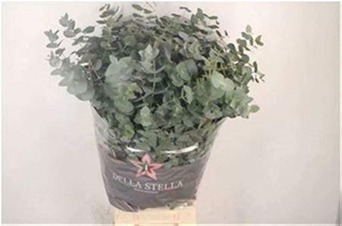 <h4>EUC CINEREA PER BOS</h4>