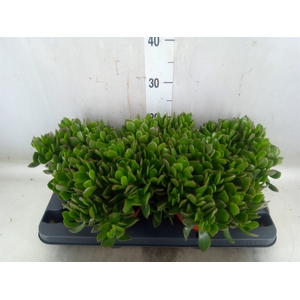 Crassula ovata 'Sunset'