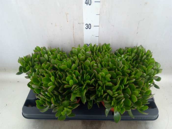 <h4>Crassula ovata 'Sunset'</h4>