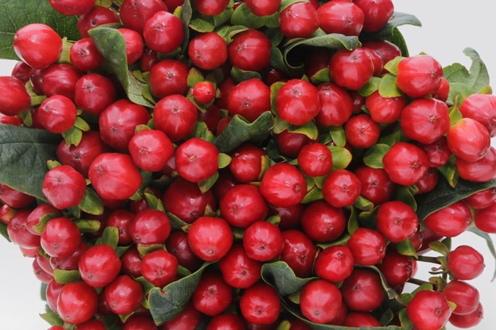 Hypericum True Romance ( Ethiopia )