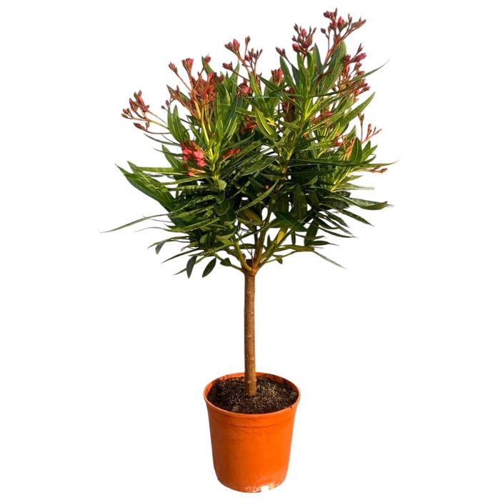 <h4>NERI OLEANDER</h4>