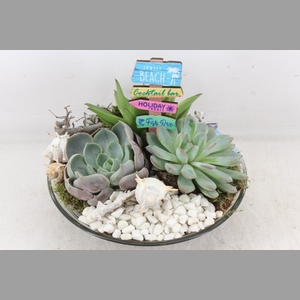 arr2 MB - Glas echeveria schaal x2